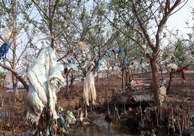 Thanh[-]Ho&aacute;:[-]Kinh[-]h&atilde;i[-]r&aacute;c[-]thải[-]quấn[-]chặt[-]c&acirc;y[-]rừng[-]ph&ograve;ng[-]hộ[-]ven[-]biển